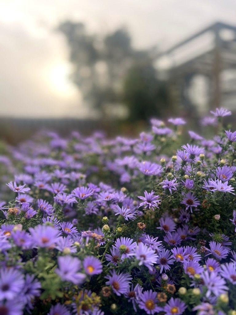 Asters blooming in morning mist — Christy's garden