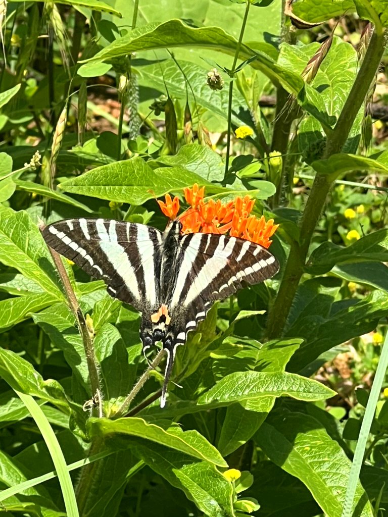 Zebra swallowtail butterfly on butterfly weed in Christy's garden