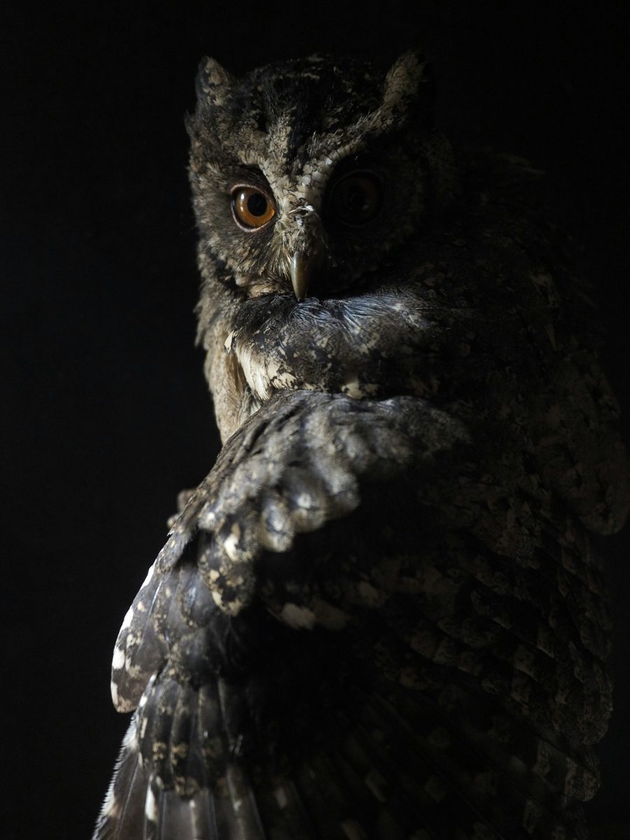 Owl in darkness — seeing clearly where others cannot