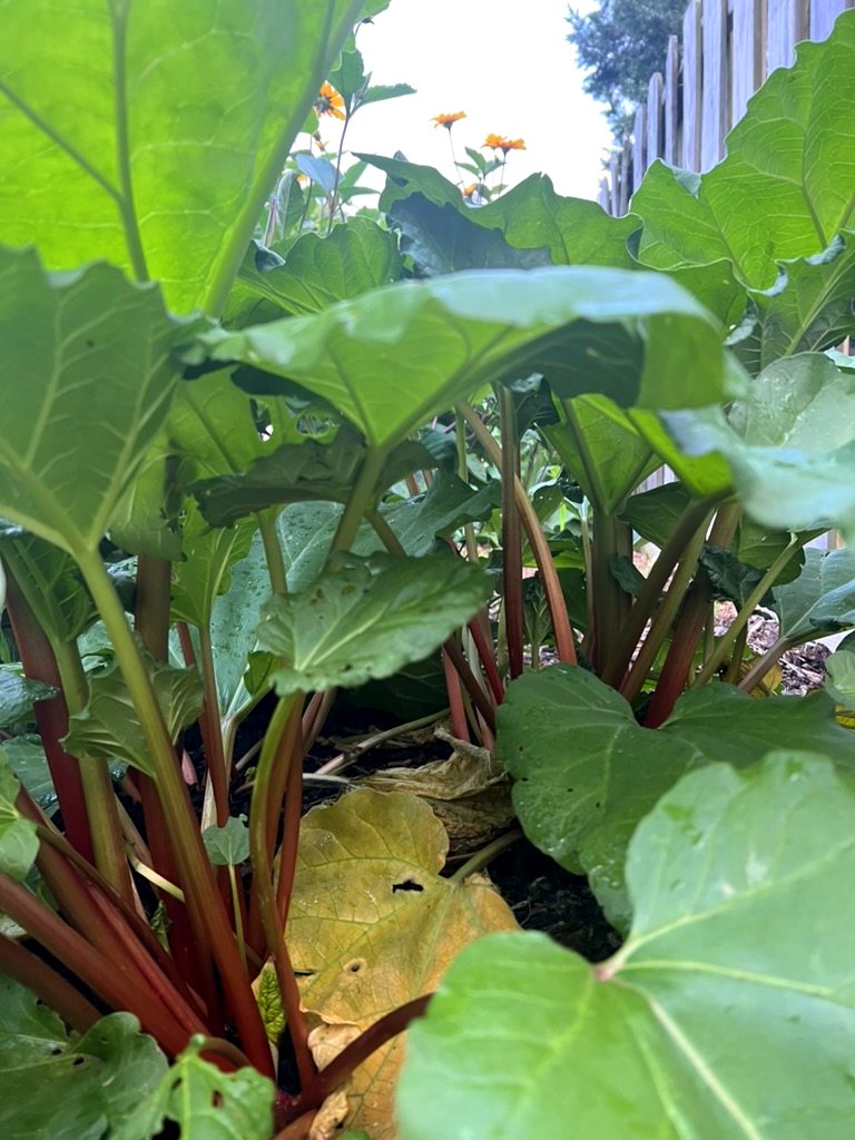 Janet's rhubarb — grandmother's garden