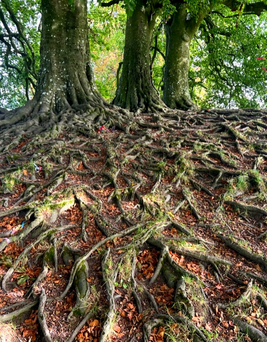 Ancient tree roots spreading across the earth at Glastonbury